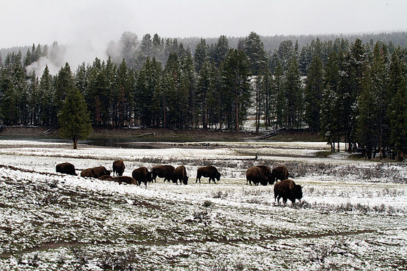 Grazing in the Snow #1