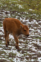Bison Calf #1