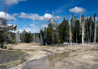 Aspen #1