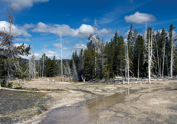 Aspen #1
