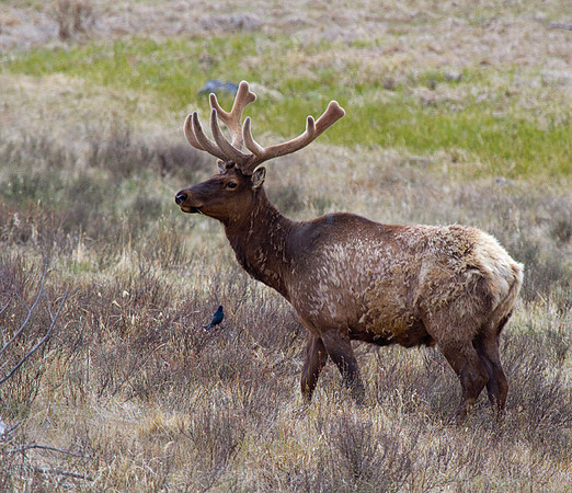 Elk