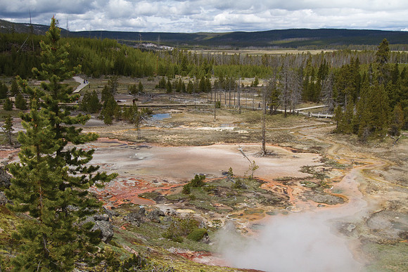 Norris Geyser Basin #2