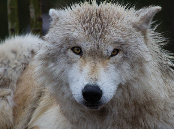 Wolf Portrait