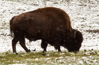 Bison #1