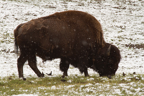 Bison #1