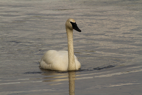 Trumpeter Swan