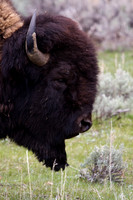 Bison Profile
