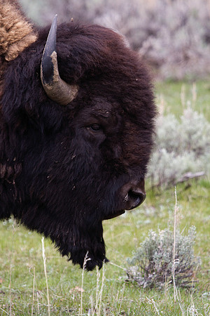 Bison Profile
