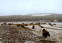 Bison Herd #1