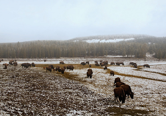 Bison Herd #1