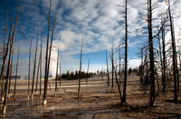 Barren Trees #1