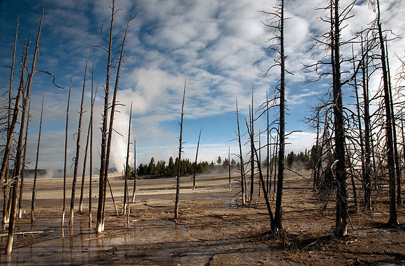 Barren Trees #1