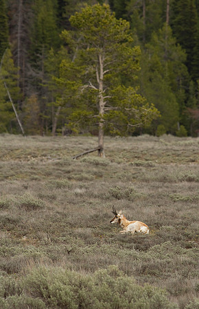 Pronghorn