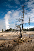 Barren Trees #3