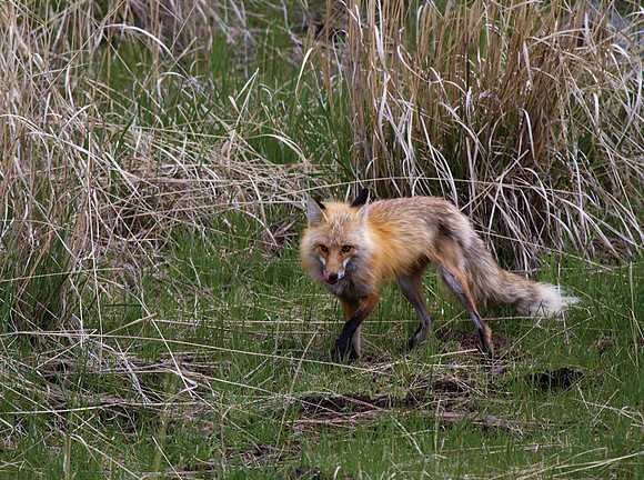 Red Fox
