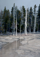 Aspen #2