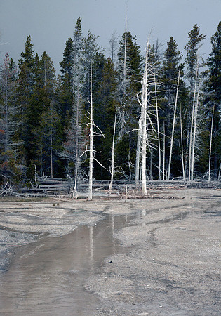 Aspen #2