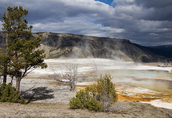 Norris Geyser Basin #1