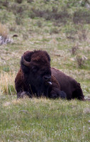 Bison Disgust