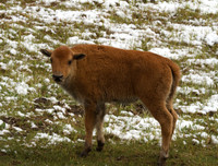 Bison Calf #2