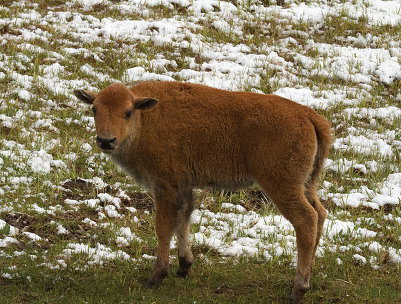 Bison Calf #2