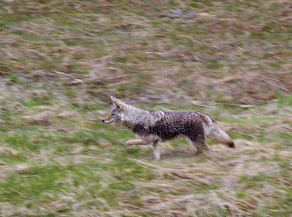 Prowling Coyote