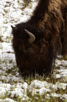Bison #2