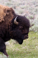 Bison #4