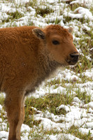 Bison Calf Profile