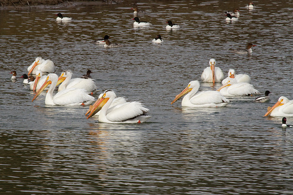 Pelicans