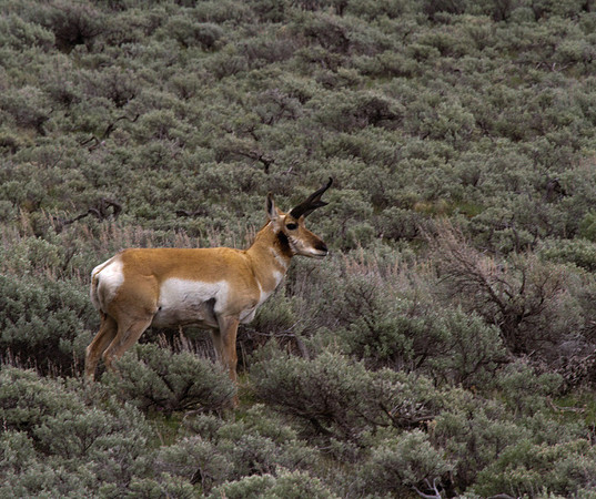 Pronghorn #2