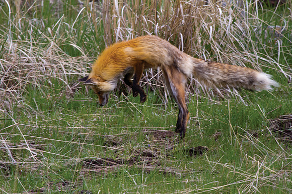 Pounce