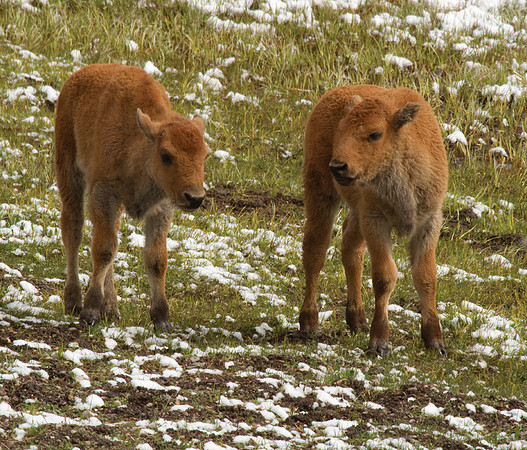 Strolling Bison Calves