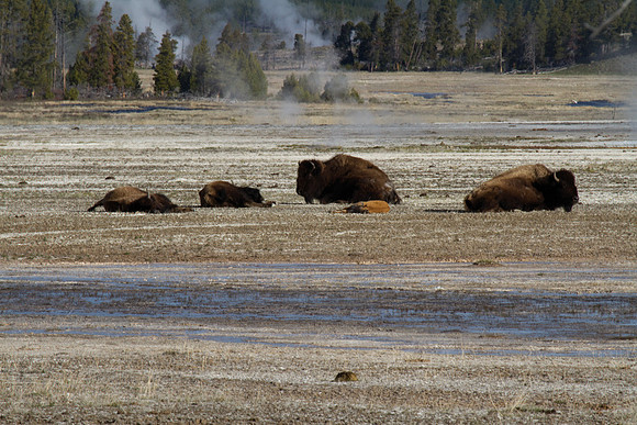 Bison in Steam Field