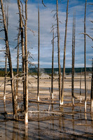 Barren Trees #2