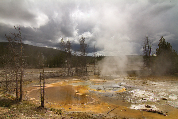 Norris Geyser Basin #4