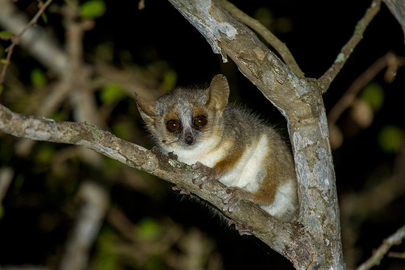 Grey Brown Mouse Lemur 1
