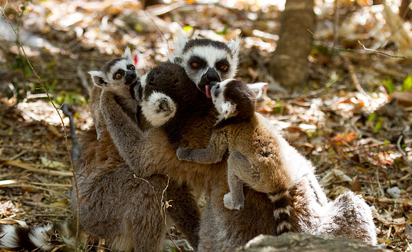 Ring Tailed Lemur Family