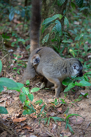 Brown Lemur with Baby