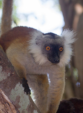 Black Lemur 3