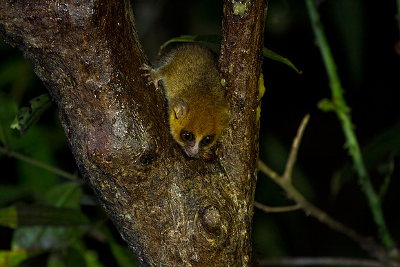 Gray Brown Mouse Lemur 3