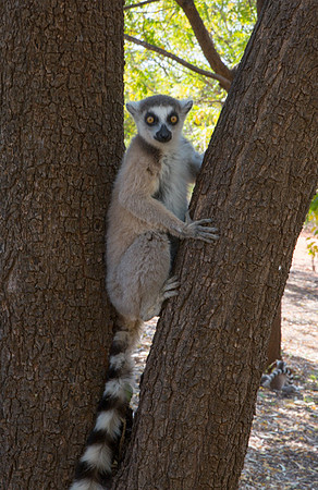 Ring Tailed Lemur 1