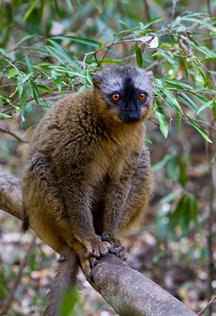 Common Brown Lemur 2