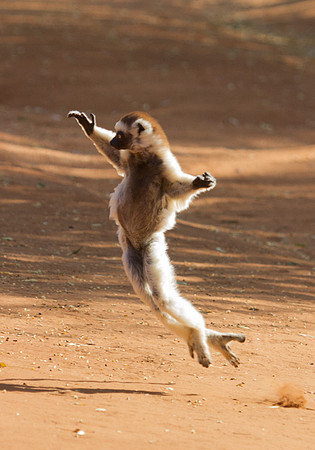 Verreaux's Sifaka Dancing 7