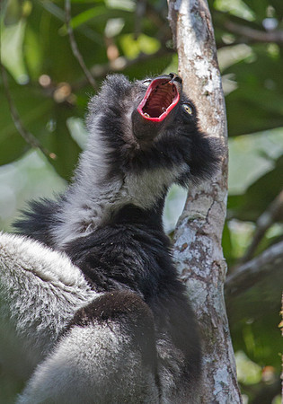 Indri Howling 2