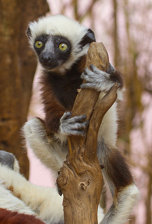Coquerel's Sifaka Babe