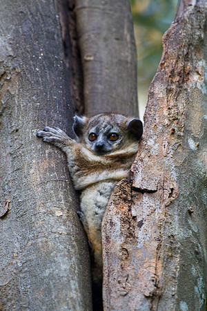 Sportive Lemur 1