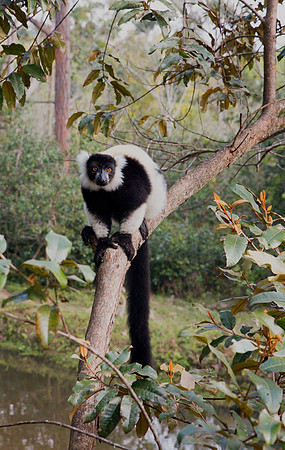 Black and White Ruffed Lemur 1