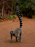 Ring Tailed Lemur 2