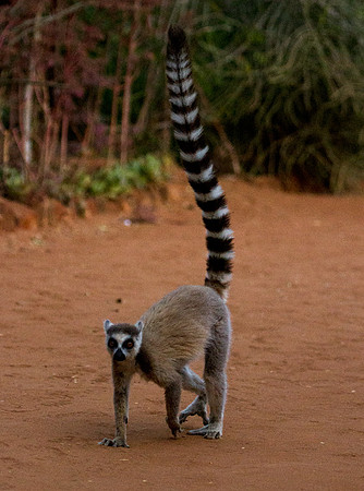 Ring Tailed Lemur 2